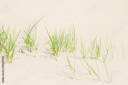 Green grass on the white sand.