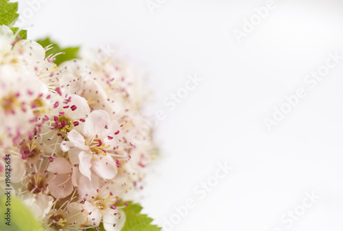 Closeup view of hawthorn blossom on white background. Macro spring flower template. Floral mockup for greeting. Space for text.