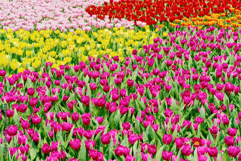 Colorful flowers tulips in the garden