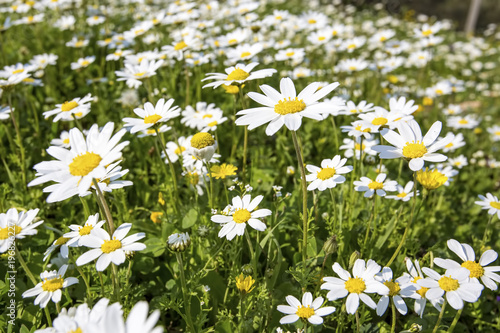 White daisy field 