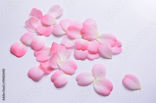 ピンクの椿の花びら、白背景