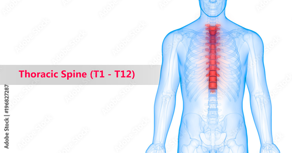 Thoracic Vertebrae T12 Stock Photo - Download Image Now - Anatomy