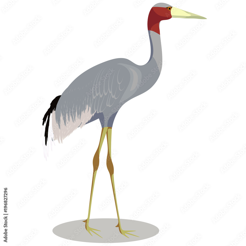 Obraz premium Sarus crane cartoon