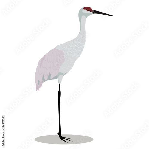 Sandhill crane cartoon