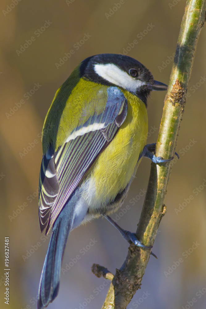 Obraz premium A large titmouse sits on a tree branch in the spring.