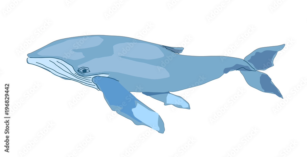Obraz premium blue whale isolated on white backgrount. vector illustration