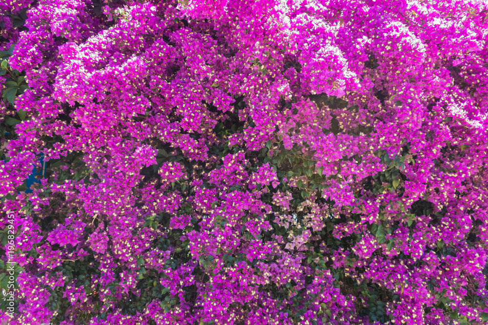 Lilac Bougainvillea flowers in Turkey Lilac Bougainvillea flowers in Turkey
