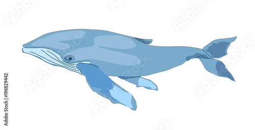 blue whale isolated on white backgrount. vector illustration