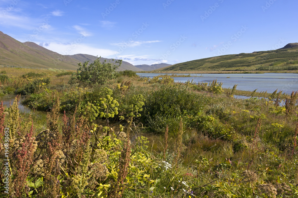 Landscape in the middle of Iceland with different plants Landscape in the middle of Iceland with different plants