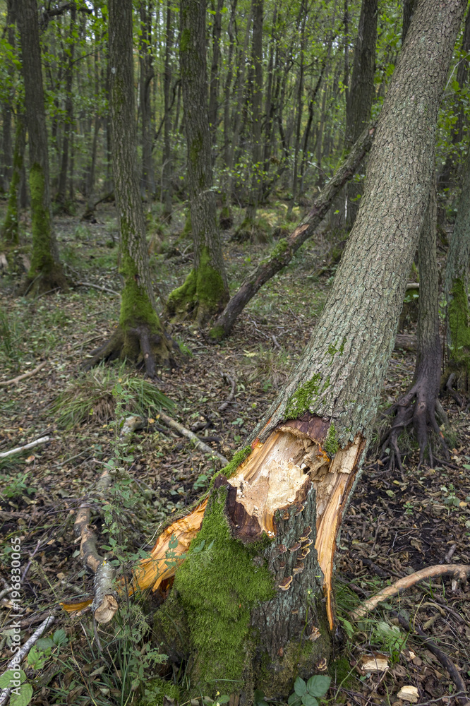Fallen tree after a strong autumn storm in a forest Fallen tree after a strong autumn storm in a forest