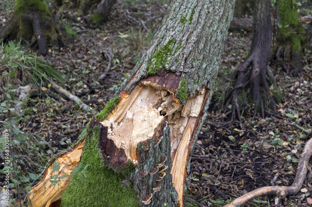 Fallen tree after a strong autumn storm in a forest Fallen tree after a strong autumn storm in a forest
