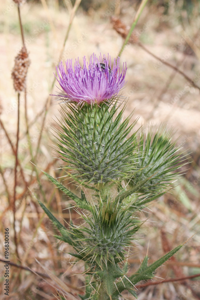 scotch thistle, the symbol of Scotland scotch thistle, the symbol of Scotland