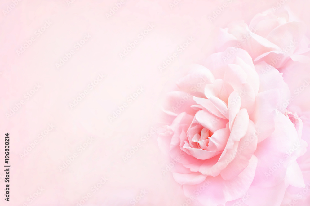 Fototapeta premium Summer blossoming delicate rose on blooming flowers festive background, pastel and soft bouquet floral card