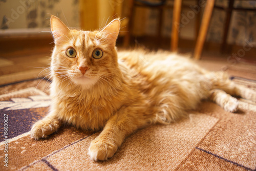 Fototapeta Naklejka Na Ścianę i Meble -  Brown Cat, Red Male Cat, Ginger Cat 