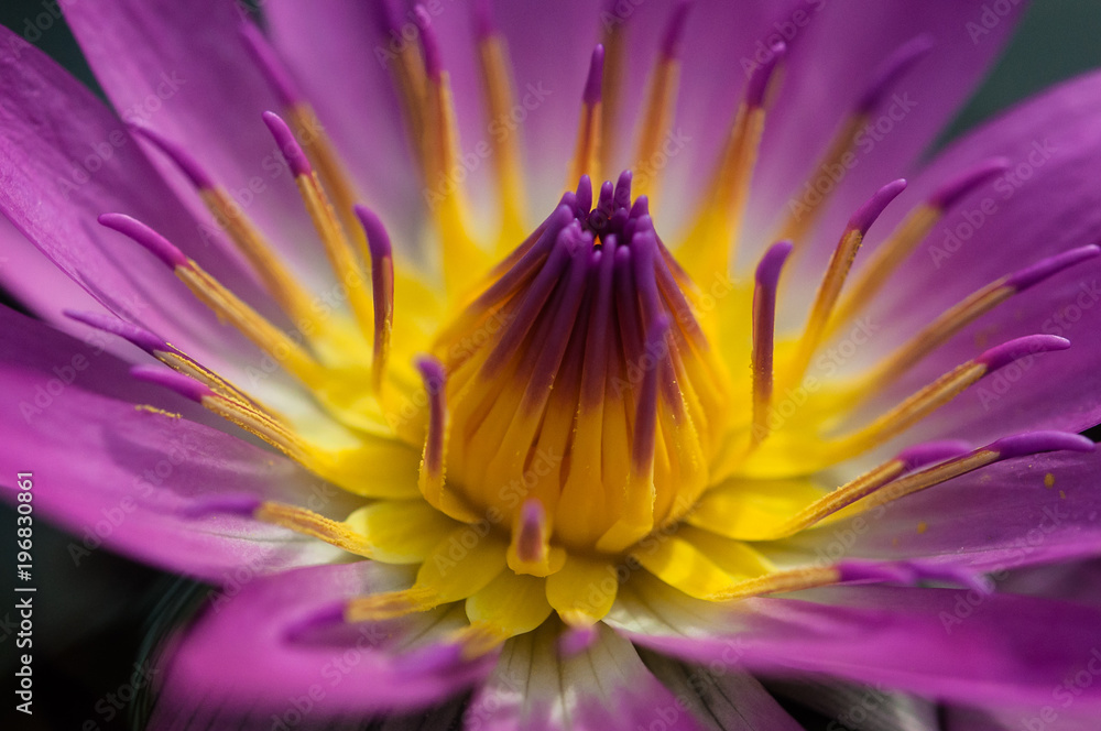 closeup of pondlily closeup of pondlily