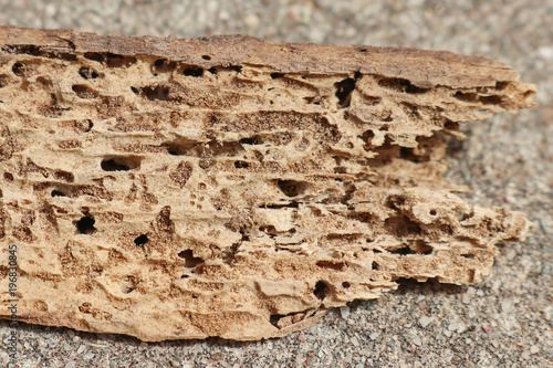 termite damaged timber showing holes and tunnels made by the wood chewing insects