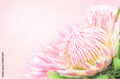 Photography Summer blossoming delicate protea flowers festive background, pastel and soft bo