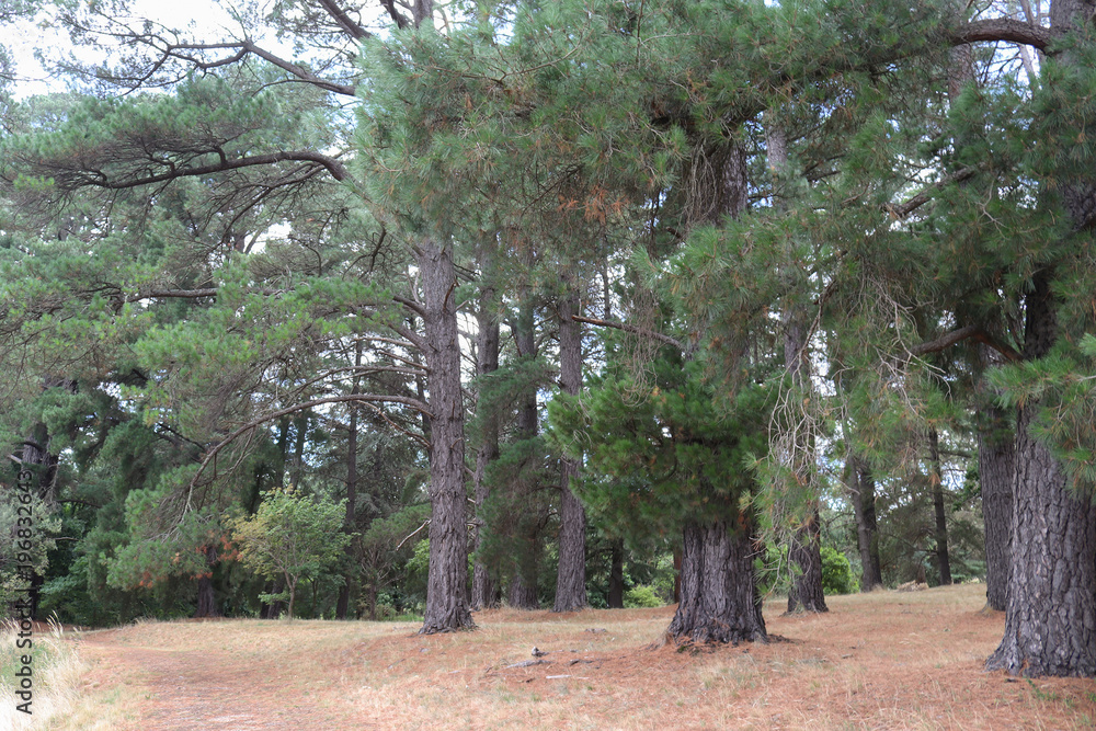 Fototapeta premium pine trees and dry pine needles on a forest floor