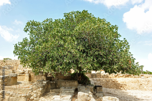 Slika na platnu fig tree