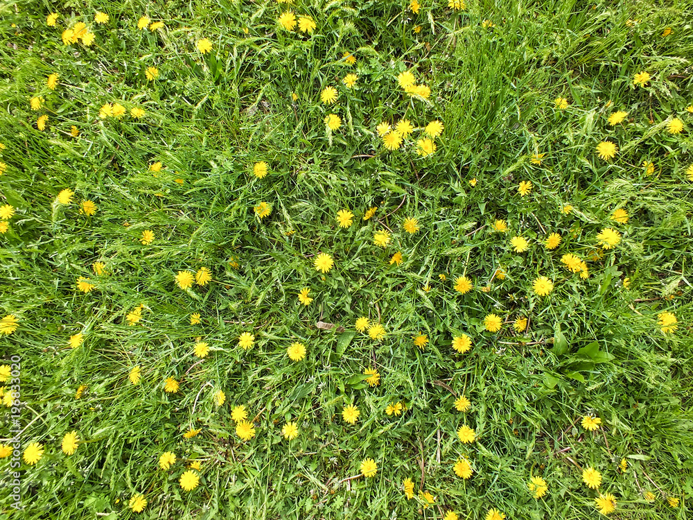 Green lawn with dandelion flowers. Springtime glade background