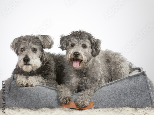 Pumi dog portrait. Image taken in a studio.