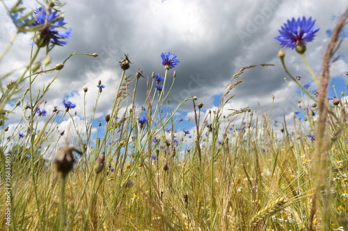 field, sky, grass, summer, nature, flower, green, meadow, blue, landscape, spring, flowers, plant, clouds, cloud, agriculture, season, beauty, blossom, natural, beautiful, garden, white, wheat, outdoo