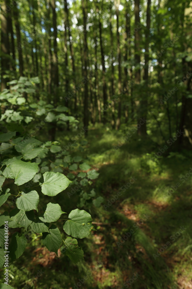 Fototapeta premium Green forest with lush leaves in sumer