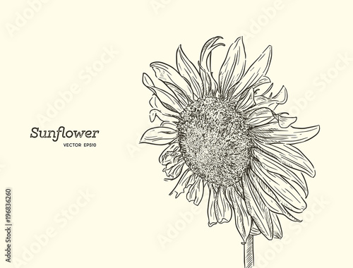 Sunflower. Vector set of hand drawn sunflowers , vintage style.