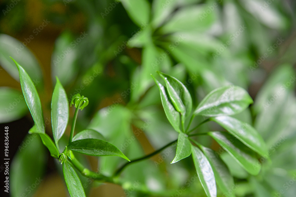 観葉植物