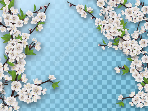 Set of spring blooming fruit tree branches. White flowers and green leaves on a branch. Element for a spring greeting card. Isolated on a transparent background.
