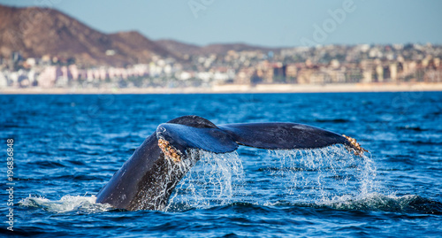 Tail of the humpback whale. Mexico. Sea of Cortez. California Peninsula . An excellent illustration.