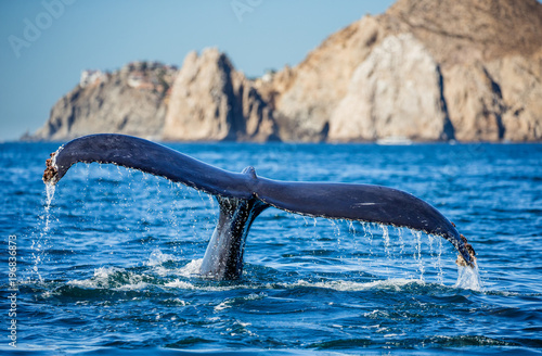 Tail of the humpback whale. Mexico. Sea of Cortez. California Peninsula . 