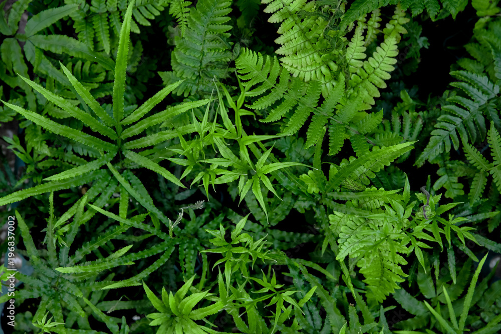 観葉植物 観葉植物