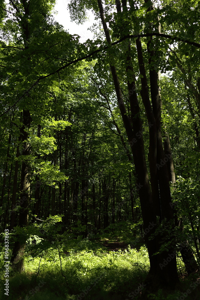 Green forest with lush leaves in sumer Green forest with lush leaves in sumer
