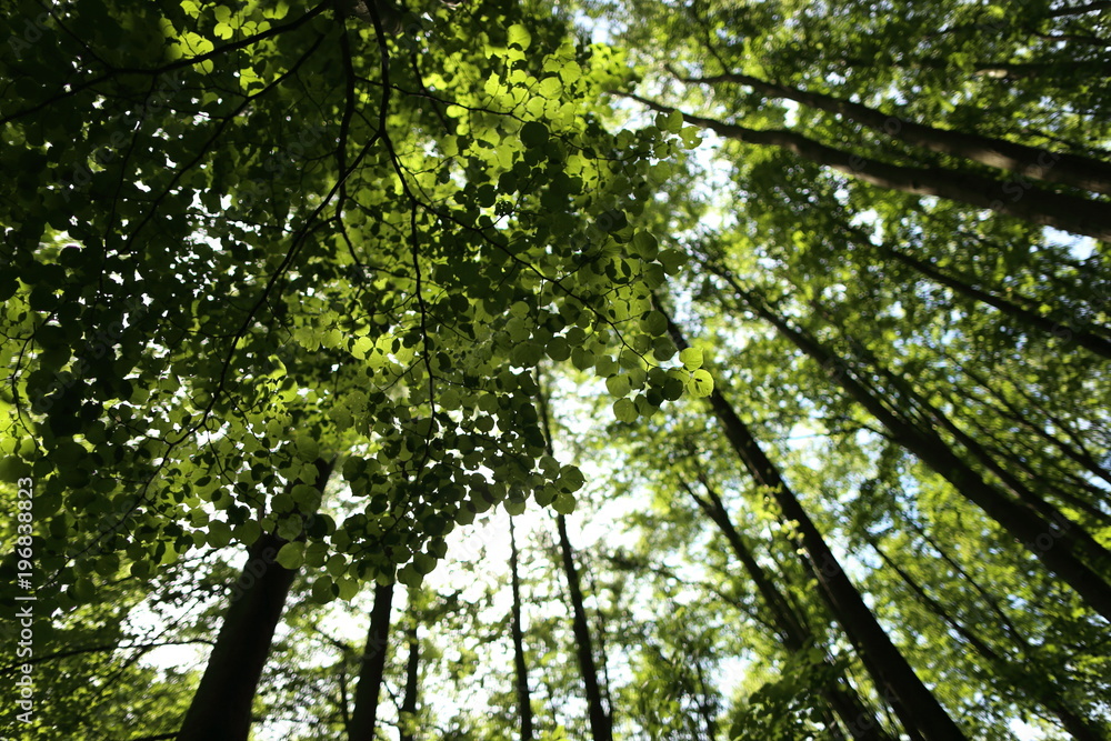 Obraz premium Green forest with lush leaves in sumer