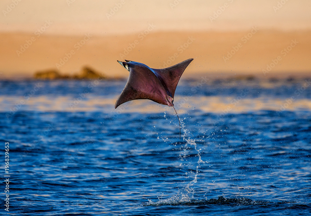 Obraz premium Mobula ray is jumps out of the water. Mexico. Sea of Cortez. California Peninsula . 
