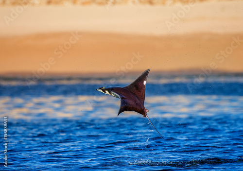 Mobula ray is jumps out of the water. Mexico. Sea of Cortez. California Peninsula . 