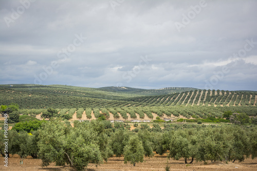 Plantation of olive trees in Jaen, Andalusia. Spain