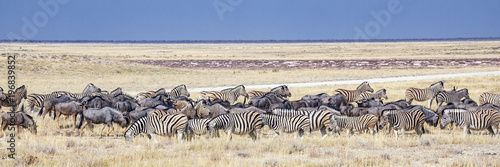 Vászonkép Savana africana