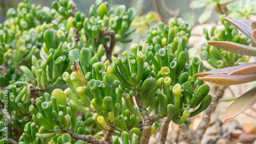 Close up of succulent cactus in a garden.