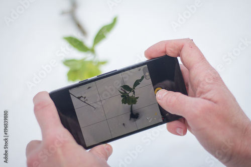 Wallpaper Mural Spring is coming soon. Herald of spring. Man taking a photo of plant in the snow Torontodigital.ca