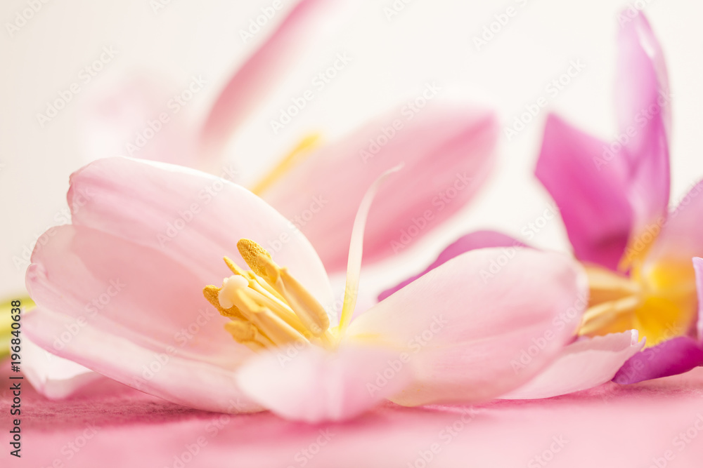 Rosa Tulpen (Tulipa) - freigestellte Blüten für den Wellnessbereich und als Ostergruß