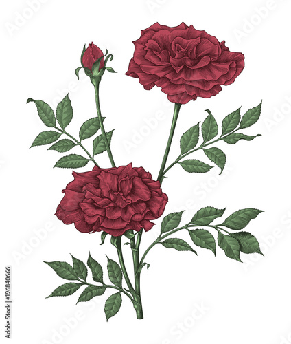Roses hand drawing vintage engraving illustration on white background