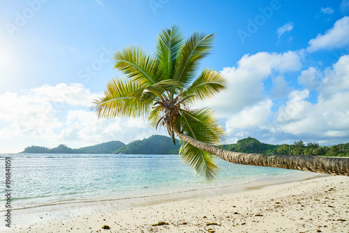 coconut palm tree on beach Baie Lazare, seychelles
