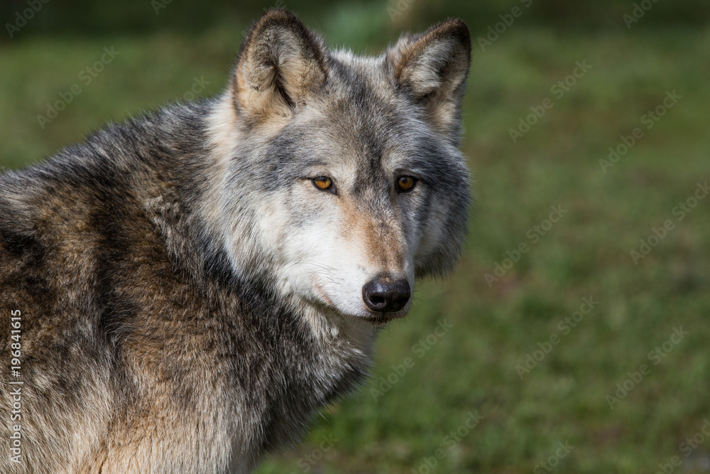 Wolf In Woodland