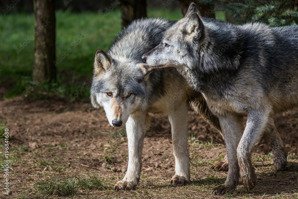 Obraz premium Wolf In Woodland