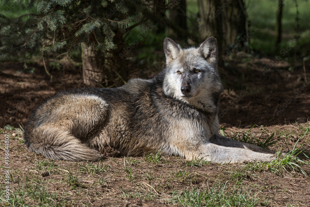Obraz premium Wolf In Woodland