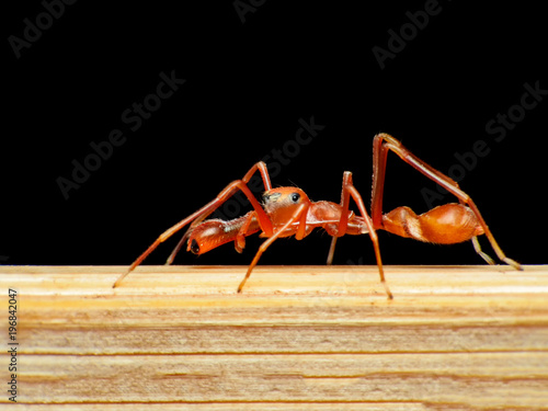 Jumping spider - Myrmarachne plataleoides (Male) or Kerengga ant-like jumper. Macro photography. photo