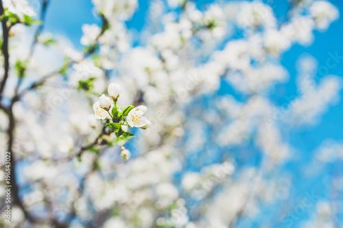 Blooming fruit tree with white flowers in spring garden. Spring time. © artifirsov
