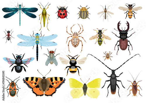 Insect collection, illustration, drawing, vector photo
